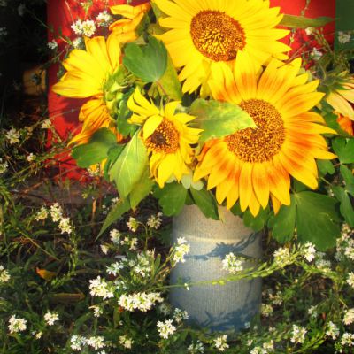Sonnenblumen